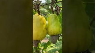 Cashew Apple