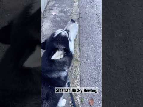 Siberian Husky Howling