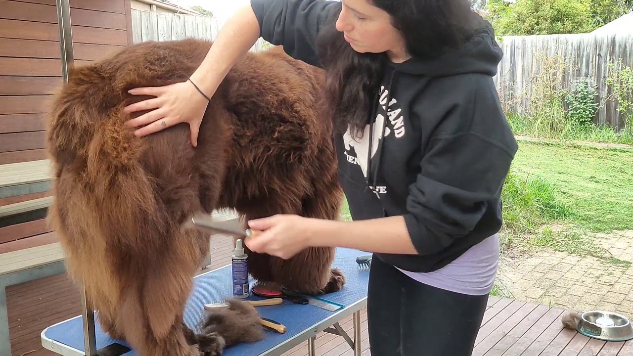 NCV How To Groom your Newfoundland Part 1 YouTube