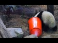 2014-10-8圓仔的新玩具 (The Giant Panda Yuan-Zai&#39;s New Toy)