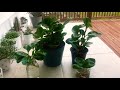 Peperomia obtusifolia plantemos juntos