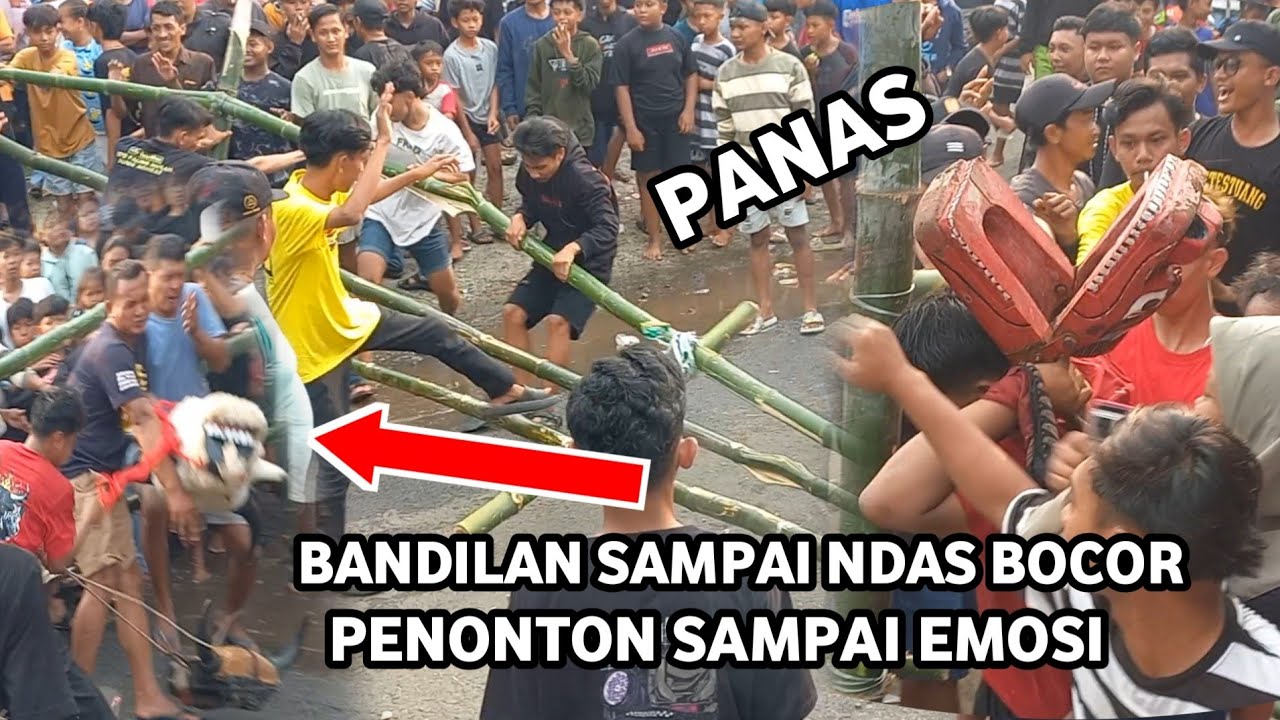 Kepala Sampai Bocor Kalapan Banteng Suci Macan Putih Live Botok palung Trowulan Mojokerto