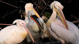 Wild Birds Special Collection 8K Ultra Hdr Video