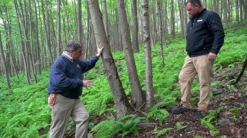 Black Birch (Betula lenta)