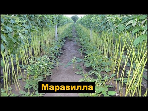 Wideo: Malina Moroszka - Korzyści, Właściwości, Zastosowanie, Wartość Odżywcza, Witaminy