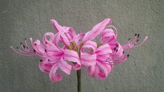 ABC TV | How To Make Nerine Lily Paper Flowers From Crepe Paper - Craft Tutorial