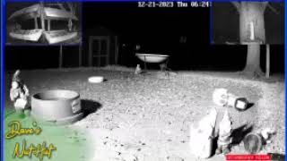 DavesNutHut - Squirrels and birbs! Camera commands (for followers): !patio, !tree, !feeder 06