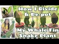 How I Divide and Re-Pot My Whale Fin Snake Plant (Sansevieria Mansoniana)