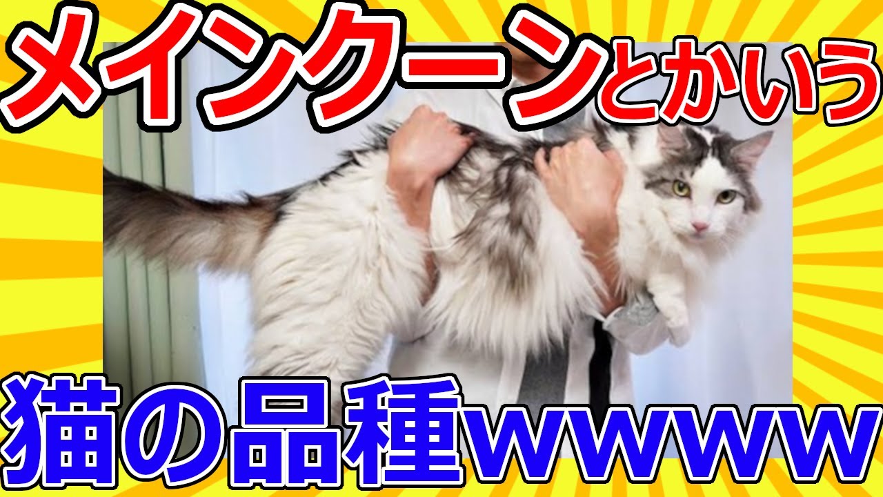 【2ch動物スレ】メインクーンとかいう猫の品種wwwwwwwwww