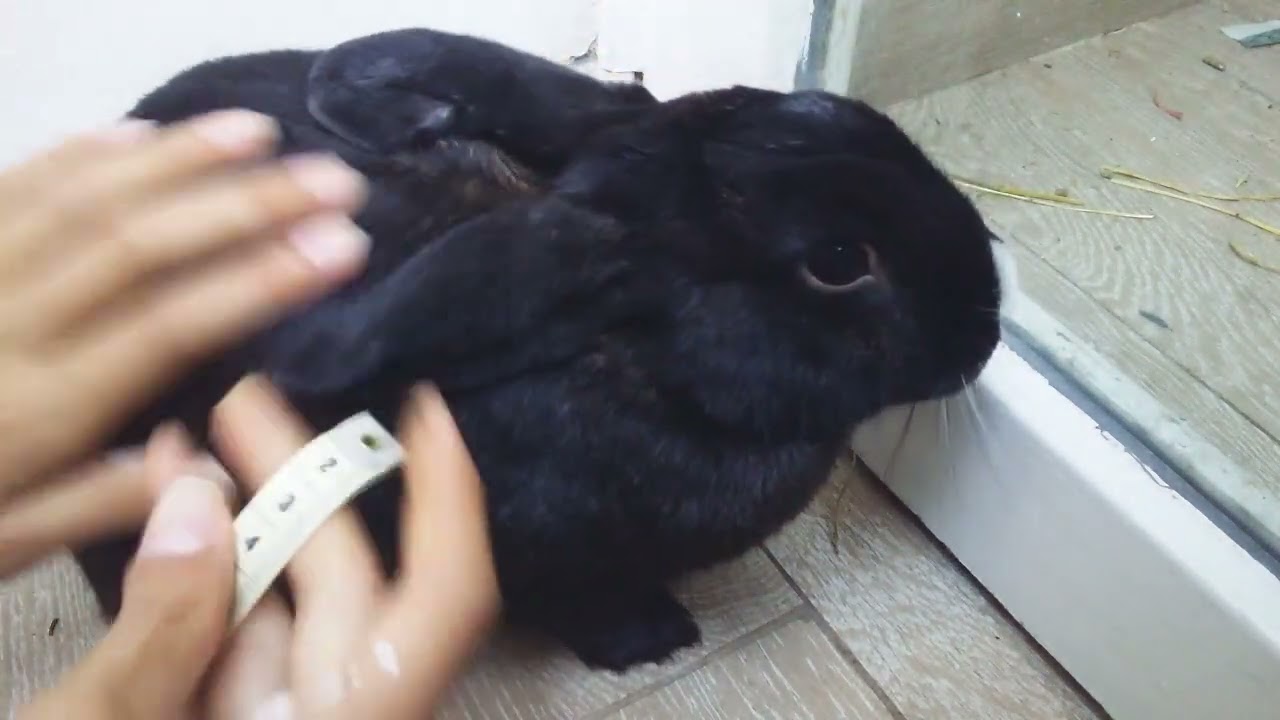 como hacer un arnes para tu conejo muy sencillo parte1