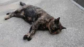 さわり心地が良すぎるぽっちゃりサビ猫をモフってみた