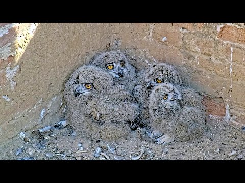 Eifel Small Owls Big Bites April 29–30 2025 live cam preview