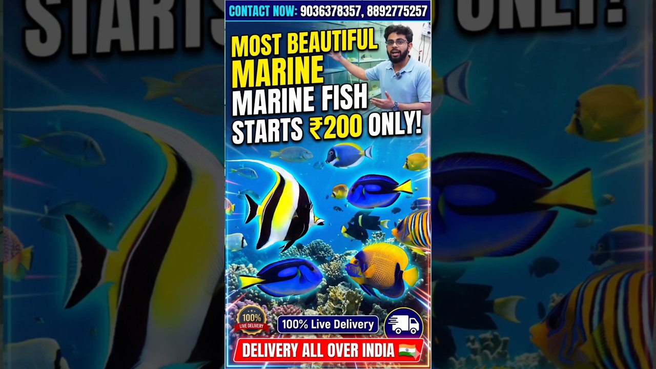 Marine Fish Starts @ 200 Only! 🐠 All India Delivery Available 🇮🇳