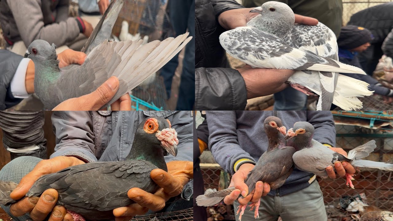 jama masjid kabutar market Delhi pigeon market gole kabootar madrasi fancy