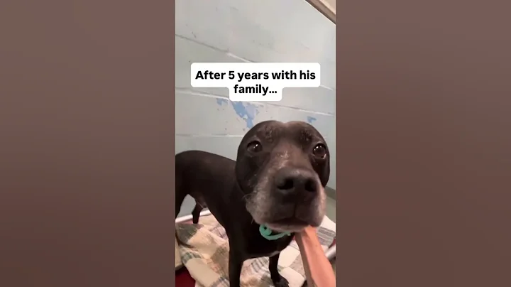 So sad this is #dogs #puppy #rescuedog #dog #viralvideo #viral #fyp