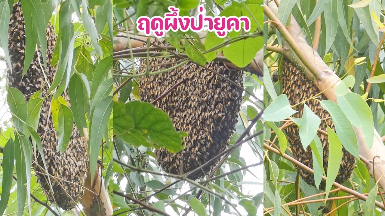 ล่าผึ้งหลวง ในป่ายูคา เกาะต้นยูคาโค้งๆ อยู่ติดๆกันสี่ห้ารัง