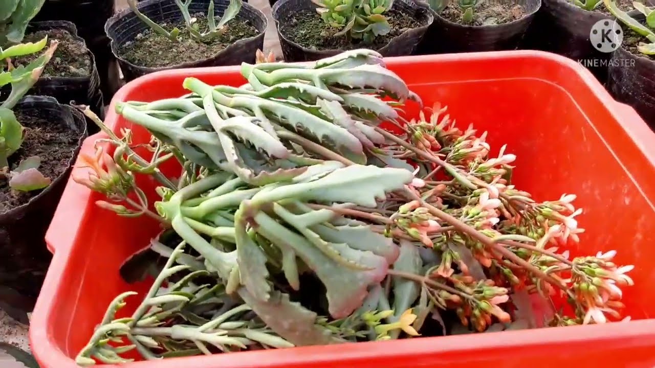 Гулларни каламча килишни бошладик