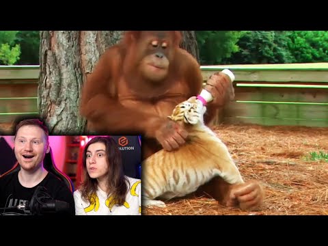 10 Животных, спасших друг друга | РЕАКЦИЯ на Top Five