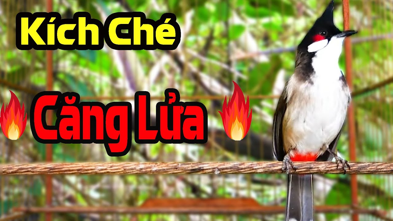 Kích Chào Mào Hót Đấu | Luyện Hót Sáng – Kích Bổi Ra Giọng, Trống Hót Căng Lửa 