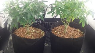 S3.1 E2 Transplanting Seedlings and Clones