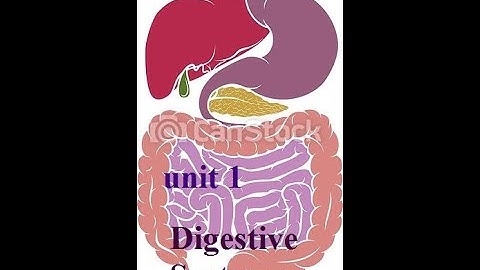 منهج الصف الرابع لغة إنجليزية ٢٠٢٢ Unit 1 Lesson 2 Digestive System
