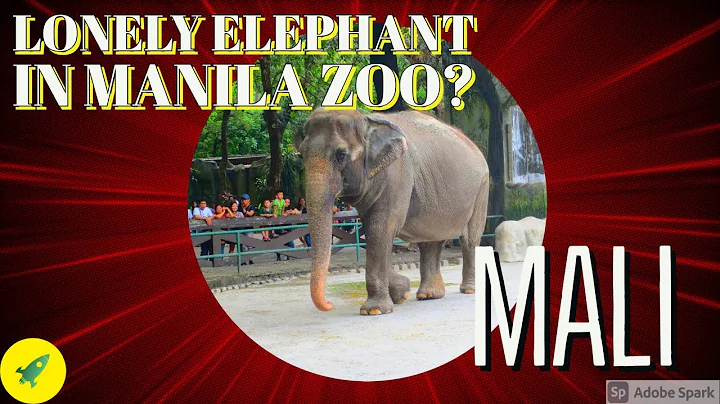 The Interesting Story of Mali, the Philippine's only Elephant | The Loneliest Elephant? - DayDayNews