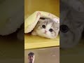 Billa badmash #cat #abdulbaricartoon #cartooncat #funny #cartooncharacter #catcharacter #cute