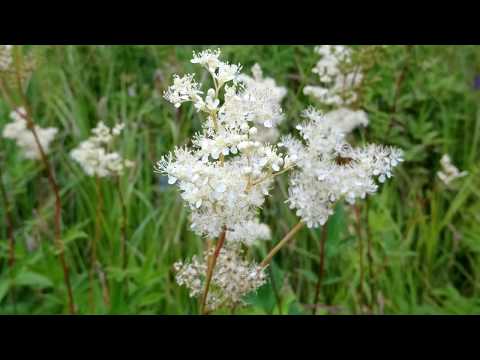 Video: Plakun (urt) - Nyttige Egenskaper Og Bruk Av Placun, Placun Blomst. Willow Plakun