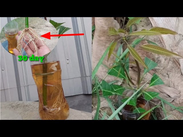 How to grow mango tree by Put garlic in water as a root hormone class=