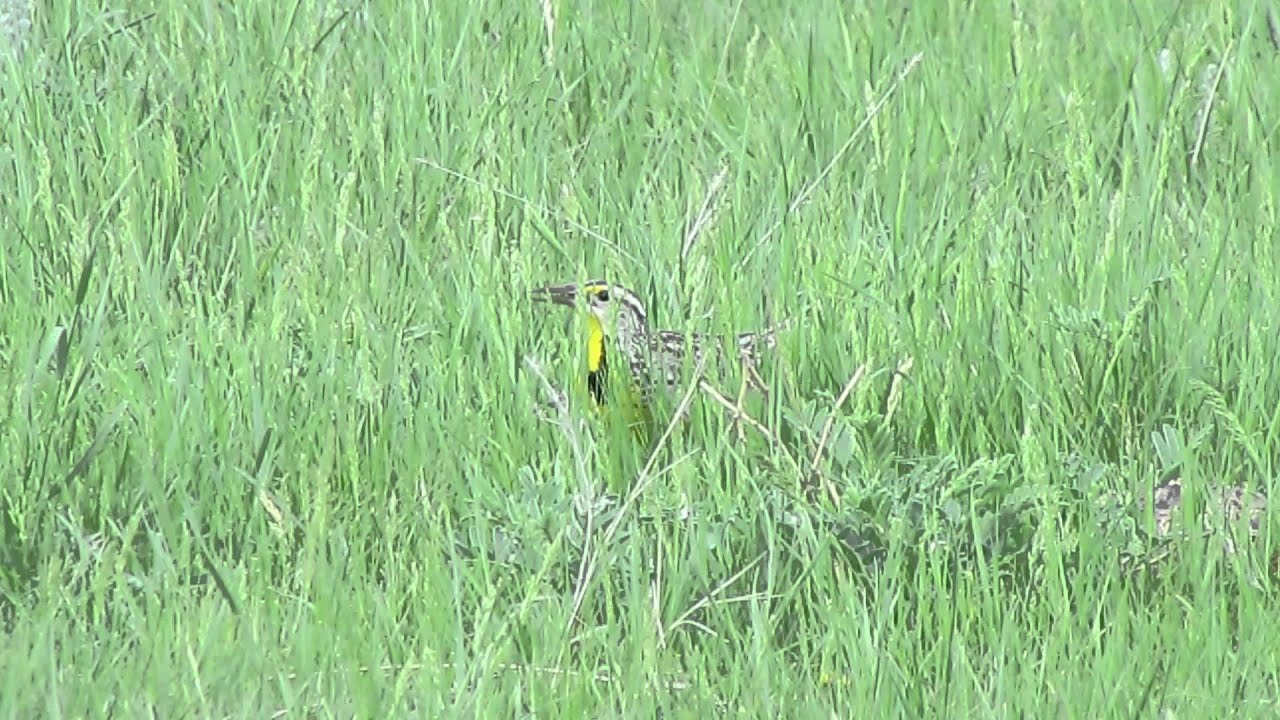 Western Meadowlark at nest, S Saskatchewan June 3, 2014 YouTube