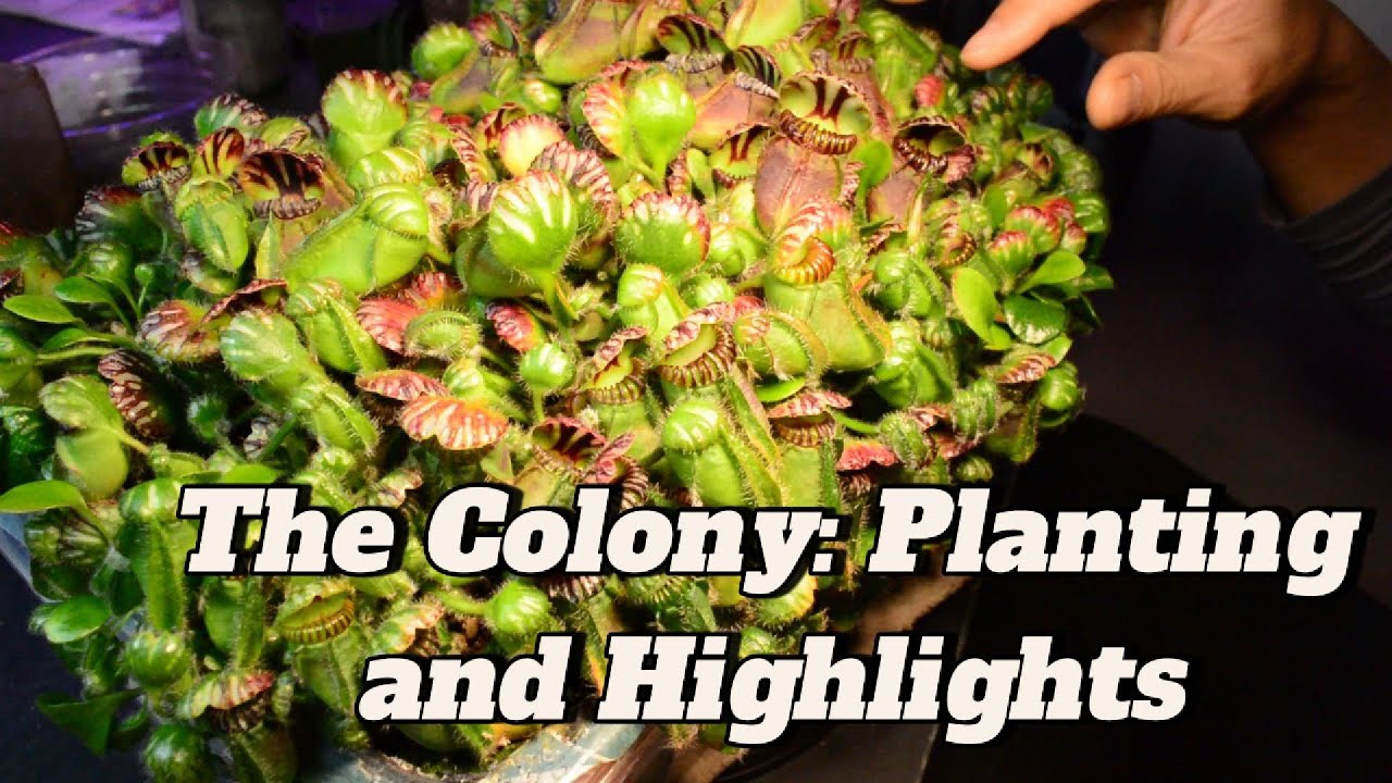 The Colony: Planting and Highlights