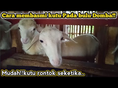 Hama Serang Ternak Domba? Atasi dengan Cara Ini! 🐑🛡️