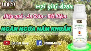 SỰ KẾT HỢP VƯỢT TRỘI CỦA 2 HOẠT CHẤT ĐỒNG (Cu) \& LÂN 2 CHIỀU TRONG CÙNG 1 SẢN PHẨM NGĂN NẤM KHUẨN
