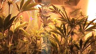 Untergrundbotanik 1: Indoor Marijuana Growing