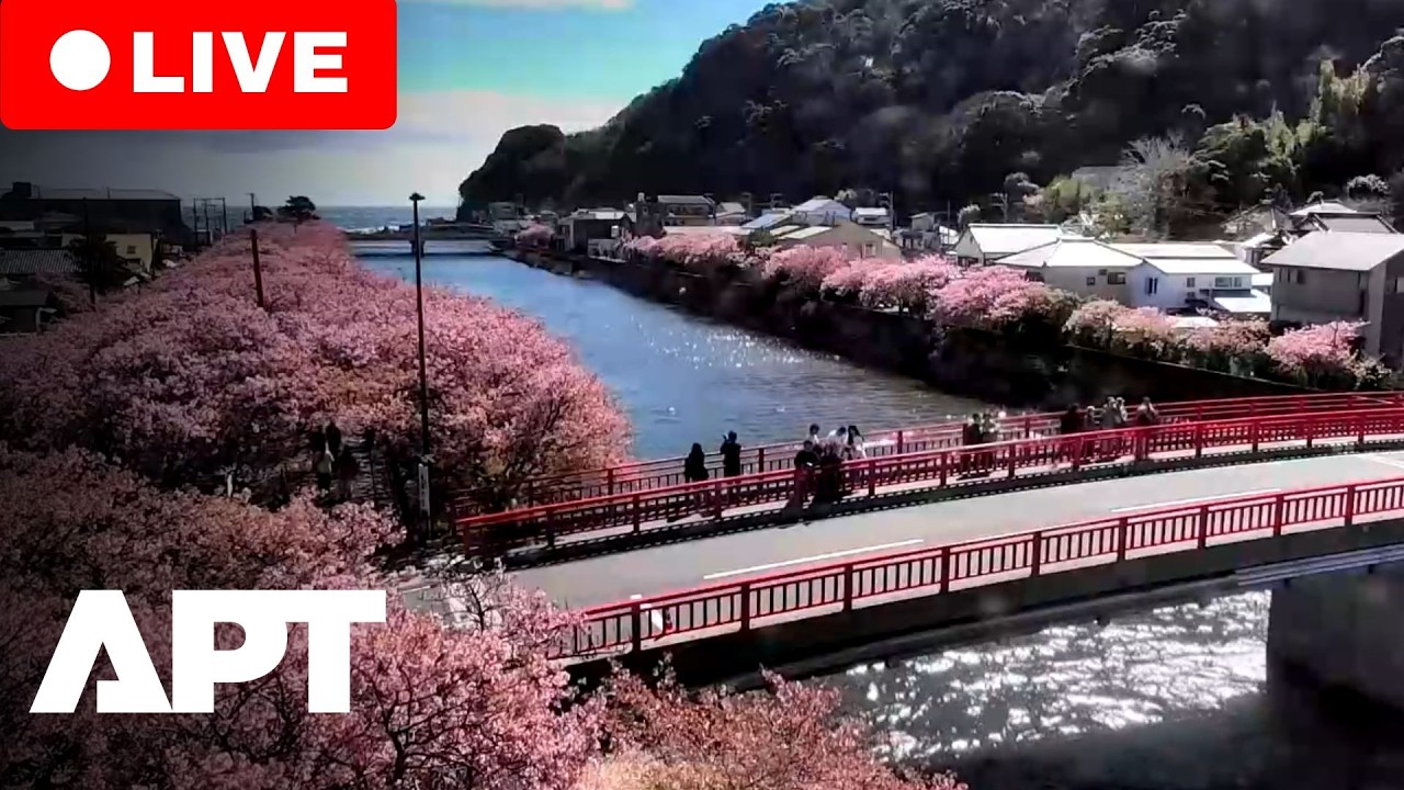 LIVE | Japan’s Kawazu River Turns Pink As Early Cherry Blossoms Burst Into Full Bloom | APT
