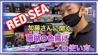 【バルーン×Red Sea】珊瑚の色揚げ、トレースカラーズ A｜B｜C｜Dがどうして必要？？なのかを聞いてみた。