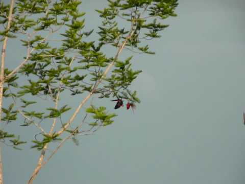 Wild Scarlet Macaws playing in a tree; and a Touca...