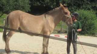 Apero the mule - Training & progress update