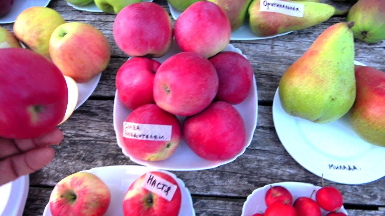 НАСТЯ, ТРИНИТИ, КАРАВЕЛЛА, КНЯЖНА, РАЙКА креб /ЭЛЬДОРАДО, ЖЕЛТАЯ АФАСКА ...