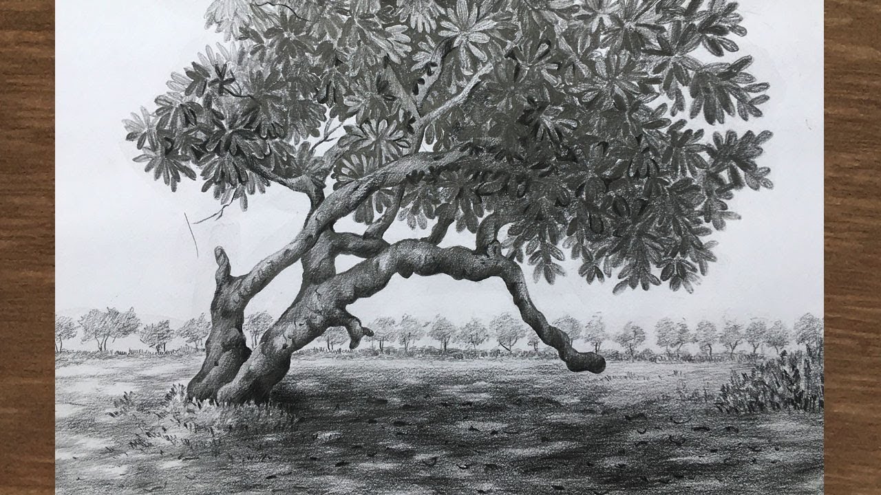 Featured image of post Pencil Drawing Images Of Trees / Pencil drawing is an essential first step for many artists and designers, but it can also produce stunning art and designs.