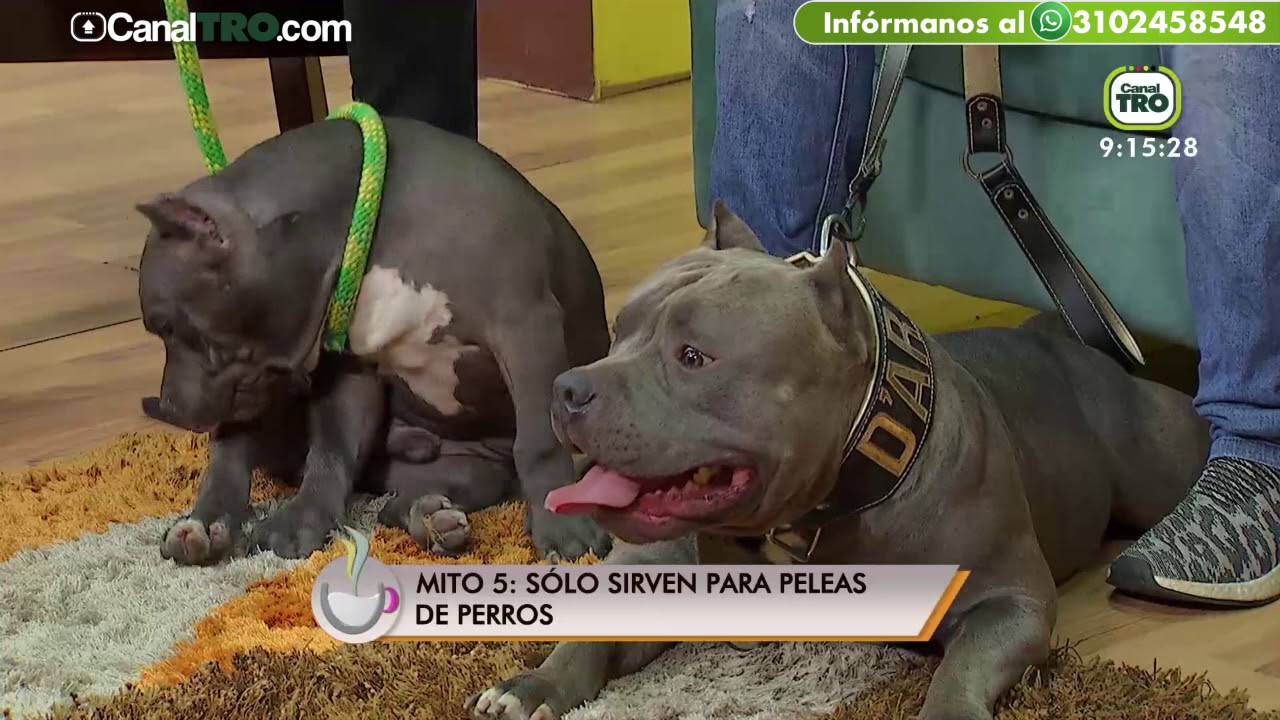 Mitos y verdades sobre los pitbulls