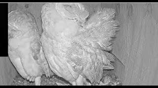 Barn owl adults preen their feathers.