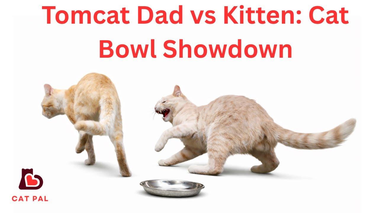 Kitten Wrestles Tomcat Dad!