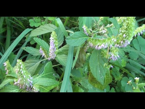 Видео: Выращивание травы шандры в саду