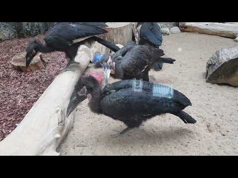 A group of juvenile African ground hornbills