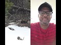 #coyote#coyotetherian#coyotev8#backcountry#coyotetheory#blackberry#bearattacks#jasper