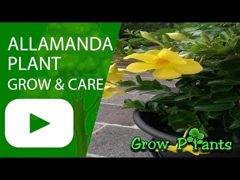 Allamanda plant - grow and care (hedge plant)