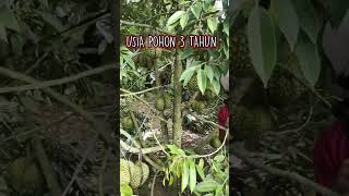 pohon durian bawor usia 3tahun berbuah lebat 085216228620 #durianbawor  #panendurian #kebundurian
