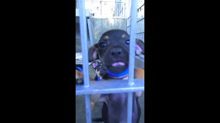 Cute Puppies at the Animal Shelter! #shorts #blippi #animals