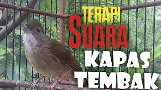 pancingan kapas tembak malas bunyi agar cepat gacor